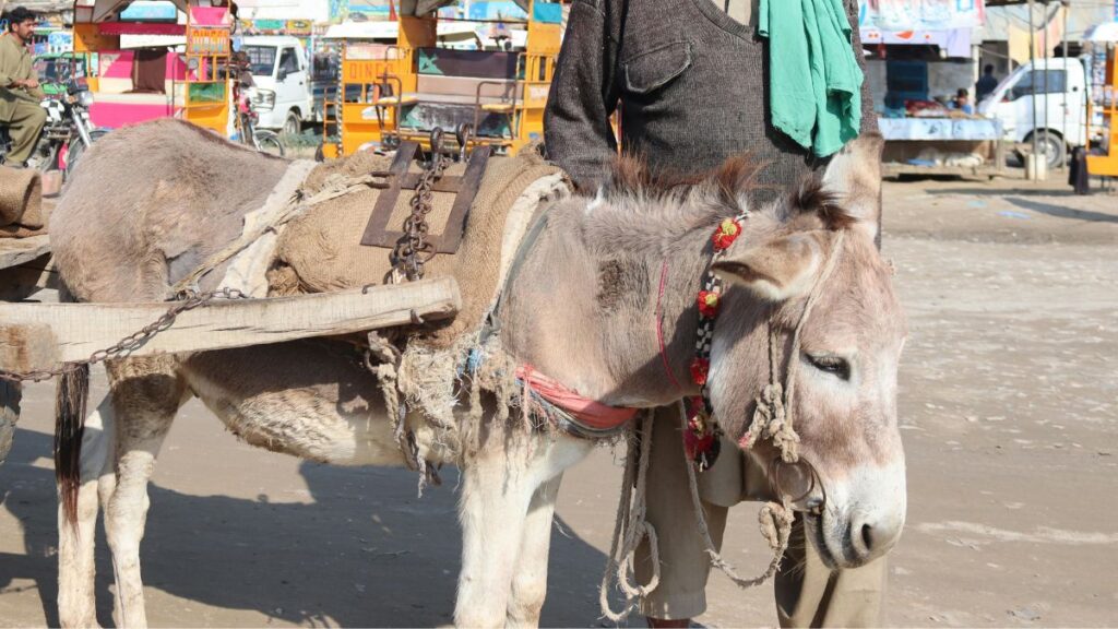 PTI protest on donkey cart